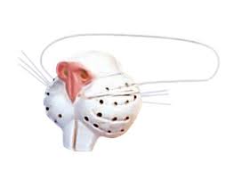 bunny nose costume