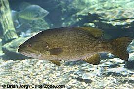 smallmouth bass