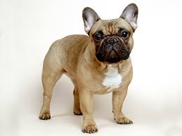 francuski buldog cena