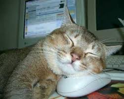 cat and the mouse