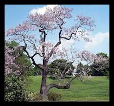 empress royal paulownia tree