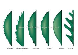 printable aboriginal art activity