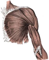 anatomy exercise