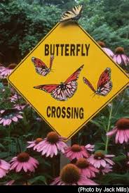 butterfly gardening