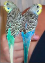 parakeet care
