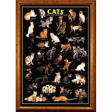 large cat breeds