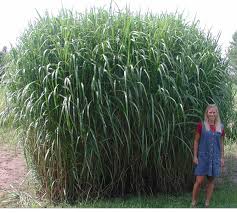 miscanthus grass