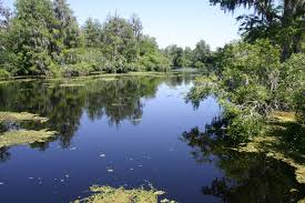 Lettuce Lake Park