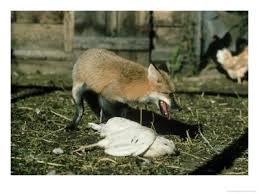 fox and chicken When Chickens Die: