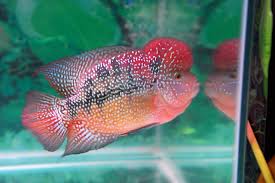 flowerhorn fish