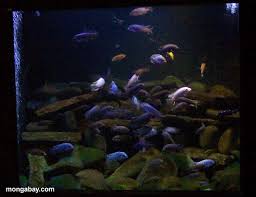 lake malawi cichlid