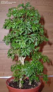 aralia polyscias