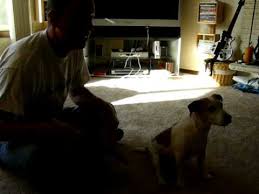 coonhound paralysis