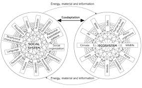social systems