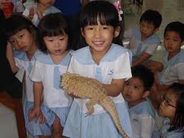 bearded dragon reptile
