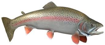 rainbow trout pictures