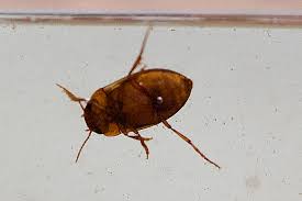 diving beetles
