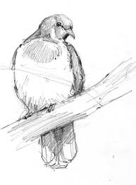 how to draw nature