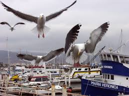 gaviotas