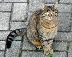domestic cat photos