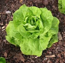 فوائد الخس Lettuce_winter-crop_mine