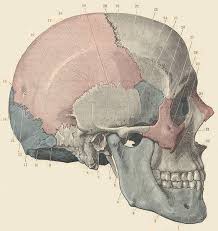 occipital bone skull