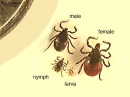 deer tick photo