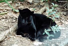 pet jaguar