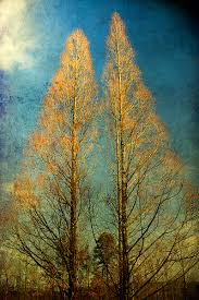 carolina witches