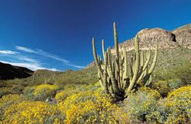 desert in bloom