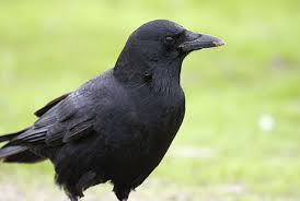 crows pictures