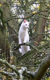 cat in tree