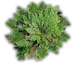 flor de jerico