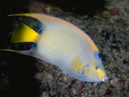 photos of fish