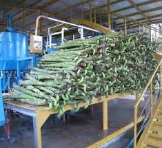 banana fibers, abaca fibers, abaca- banana fiber, musa textilis, manila hemp, 