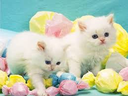 cat kitten