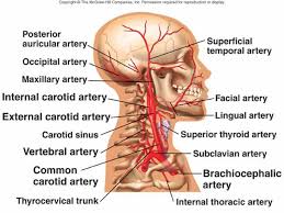 inferior thyroid artery