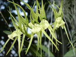 dancing orchids