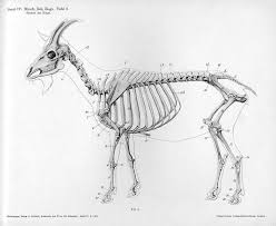 deer skeleton anatomy