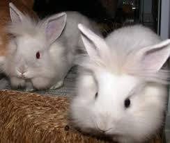 bunnies teeth