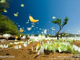 brazilian butterfly