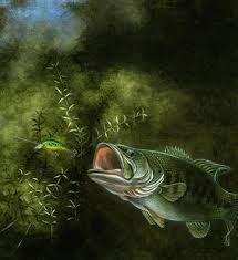 largemouth bass picture