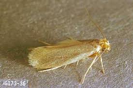 wool moths