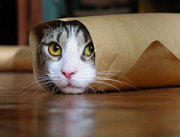 chats dans Rigolo d4zowapt