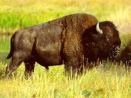 american bison