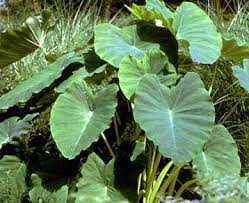 colocasia esculenta