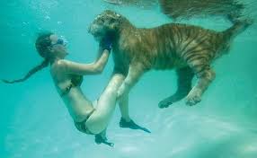 tigre animal