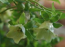 codonopsis pilosulae