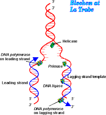 dna replication fork