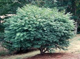 euonymus compactus